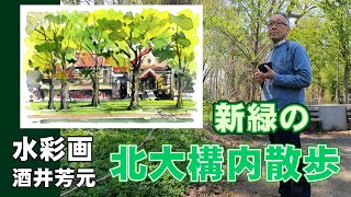新緑の北海道大学構内散歩2024　水彩画　酒井芳元