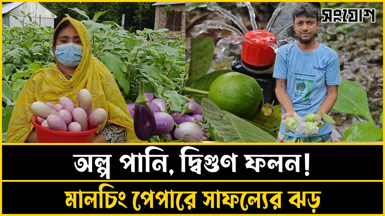 মালচিং পেপারে চাষে বিপ্লব! পানি বাঁচিয়ে ফলন ব্যাপক