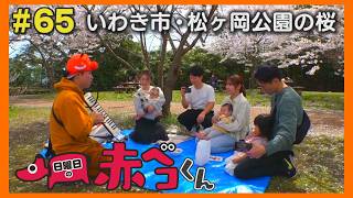 いわき市・松ヶ岡公園の桜「日曜日の赤ベコくん」＃65