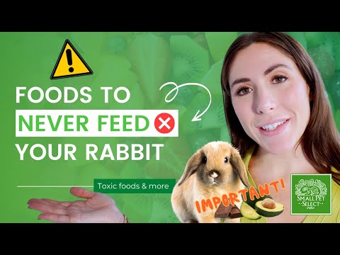 NEVER Feed These To Your Rabbit (They're TOXIC!)