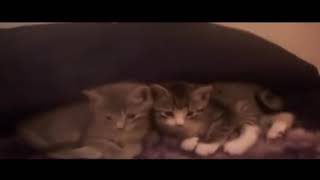 1 Boy, 2 Kittens original video