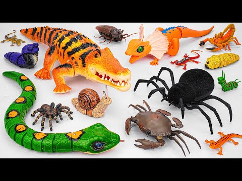 BugBox ASMR Love and POPPY TOYS