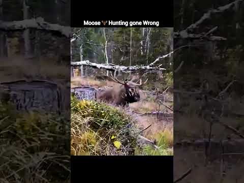 Bull Moose Almost Attack on Hunter #hunting #moosehunting