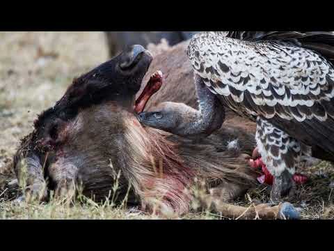Marquesas Islands' Secret Past: The Tale of Cannibalism in Paradise