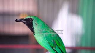 Download lagu Cucak Ijo Gacor Isian Paling Pintar Buat Memancing Cucak Ijo Lain Agar Langsung Cepat Bunyi Gacor mp3 Download lagu Cucak Ijo Gacor Isian Paling Pintar Buat Memancing Cucak Ijo Lain Agar Langsung Cepat Bunyi Gacor mp3