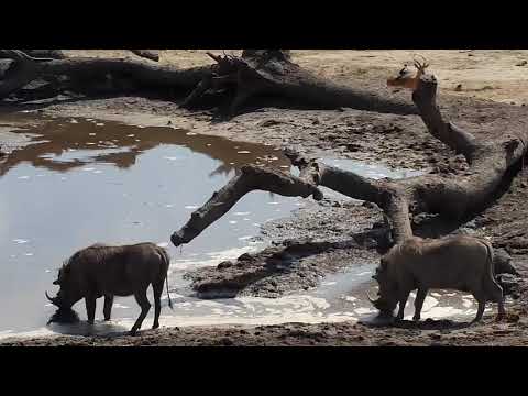 Djuma: Sights and sounds of the day - 10/15/19