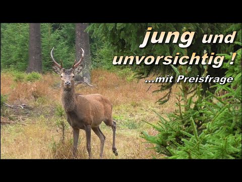 jung und unvorsichtig !  -  ein Rothirsch "fast" ohne Furcht  -  mit Preisfrage und Verlosung...