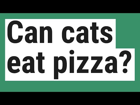YouTube video about: Can cats have pizza crust?