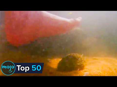 Top 50 Most Dangerous Animals in the World