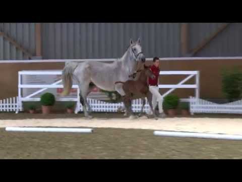 Katalog 12 - 3. Internat Fohlenauktion 2015 der Hengststation Hell und des Stalles Björn Nagel