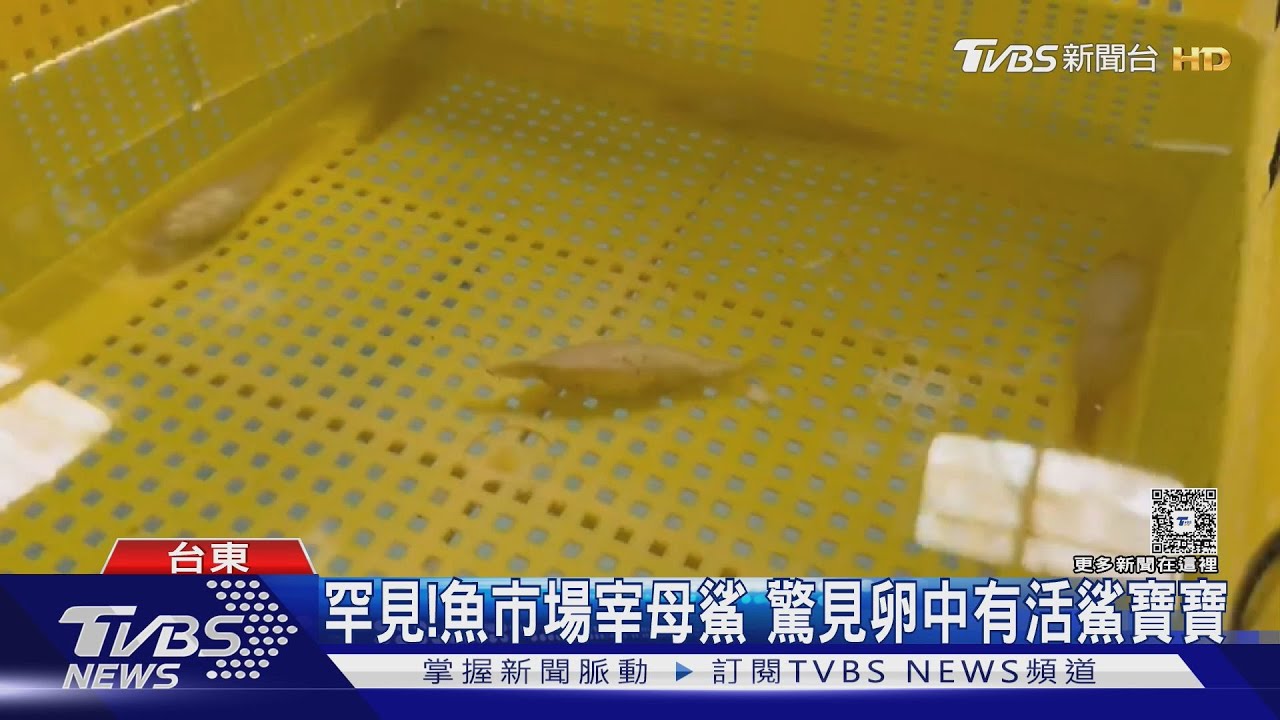 罕見! 台東魚市場宰母鯊 驚見卵中有活鯊寶寶
