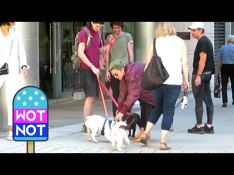 Lady Gaga Stops To Pet A Dog With Boyfriend Christian Carino Celebrity Wotnot
