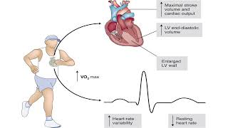 Heart Physiology