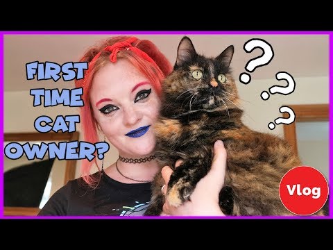 Things You Thought You Knew: First Time Cat Owner Guide | Cat Care 101