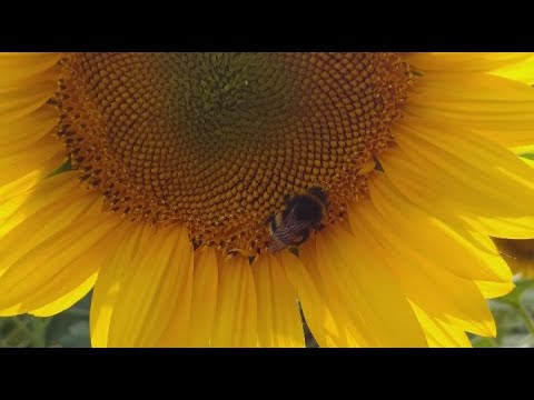 🌻Suncokreti i vredne pcelice🐝