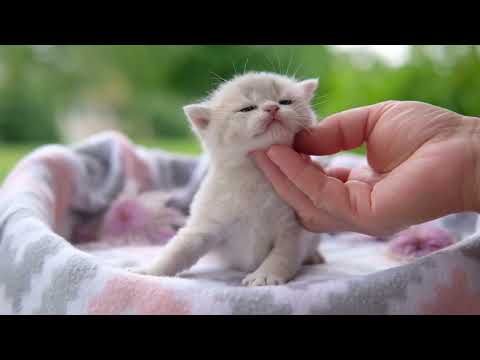 Seraphine Silvertales - 18 days