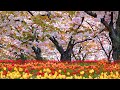 Beautiful Relaxing Music, Peaceful Calm Soothing Instrumental Music, "Natures Dreams" by Tim Janis