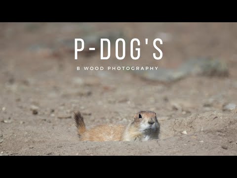 Prériový pes čiernochvostý (Cynomys ludovicianus) — kolónia v prírode
