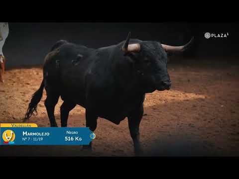 SORTEO | Toros Saltillo y Valdellán, desafío 1 septiembre