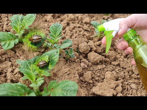 Naturliga metoder för att skydda potatis från potatisbaggar