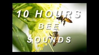 Download lagu Bees - Relaxing Nature Sounds 10 Hours mp3