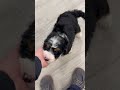 Mini Bernedoodle dogs for sale: Katie - Video 1
