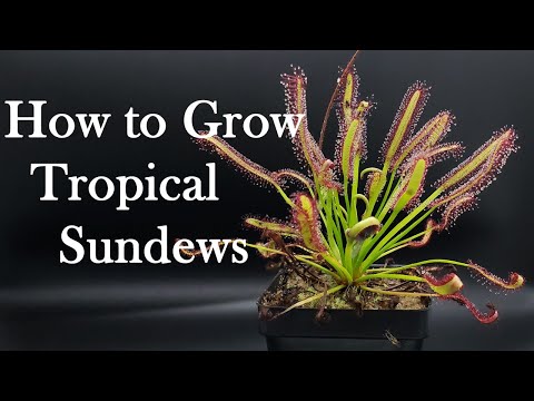 , title : 'Growing Carnivorous Plants E4: Tropical Sundews'