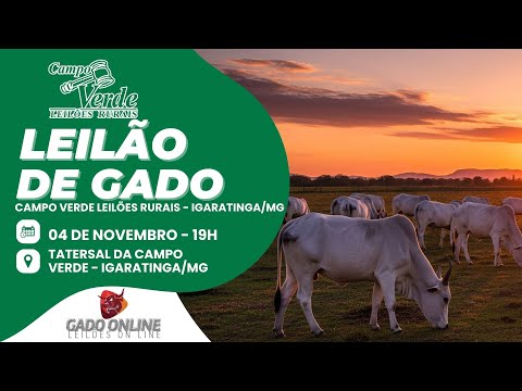 🌟LEILÃO DE GADO CAMPO VERDE LEILÕES -  IGARATINGA/MG🎥