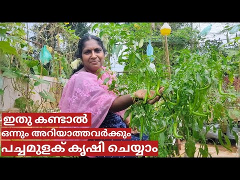 A - Z of chilli farming on terrace in container or pot | Step by step | Malayalam