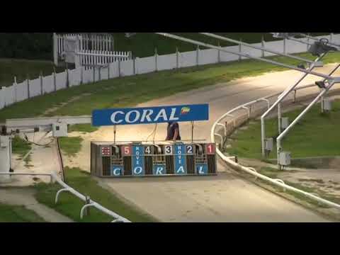 Bubbly Bollinger Wins His Race In The Coral Sussex Cup - Heat 6 In Trap 1 At Hove 17/7/2021
