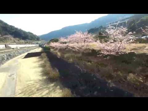 箱根湯本の桜