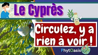 De la Toux aux Hémorroïdes, l'huile Essentielle de Cyprès, va tout faire mieux circuler!