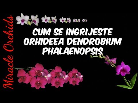 , title : 'Cum se ingrijeste orhideea dendrobium phalaenopsis: udare, fertilizare, reinflorire'
