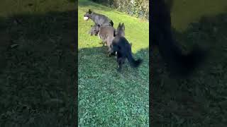 Video preview image #1 German Shepherd Dog Puppy For Sale in Gretna, NE, USA