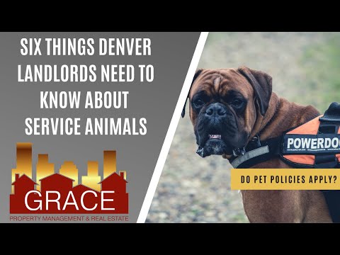 Six Things Denver Landlords Need to Know About Service Animals