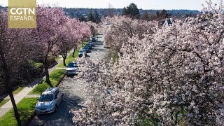 El auge del turismo fomenta los lazos entre personas de China y Canadá