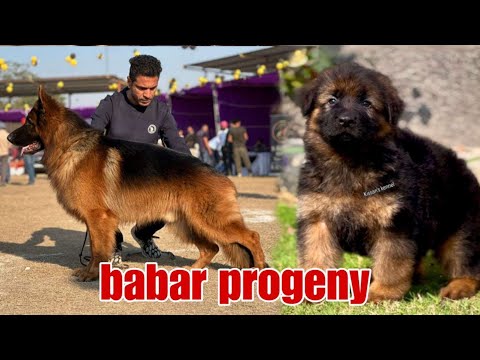 Babar with his son | #germanshepherd #gsd