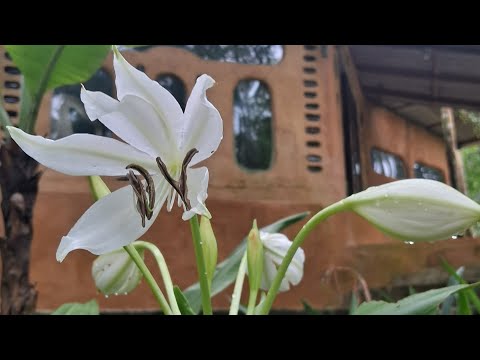 Construção Casa de Feitio Raimundo Nonato