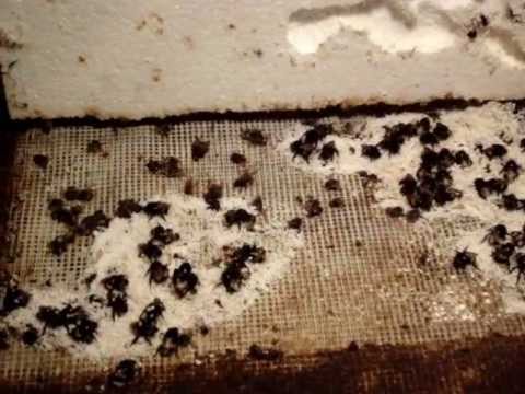 Bumblebee Hibernation - Funny wintering place | Bumblebee Breeding Polish Bumblebee