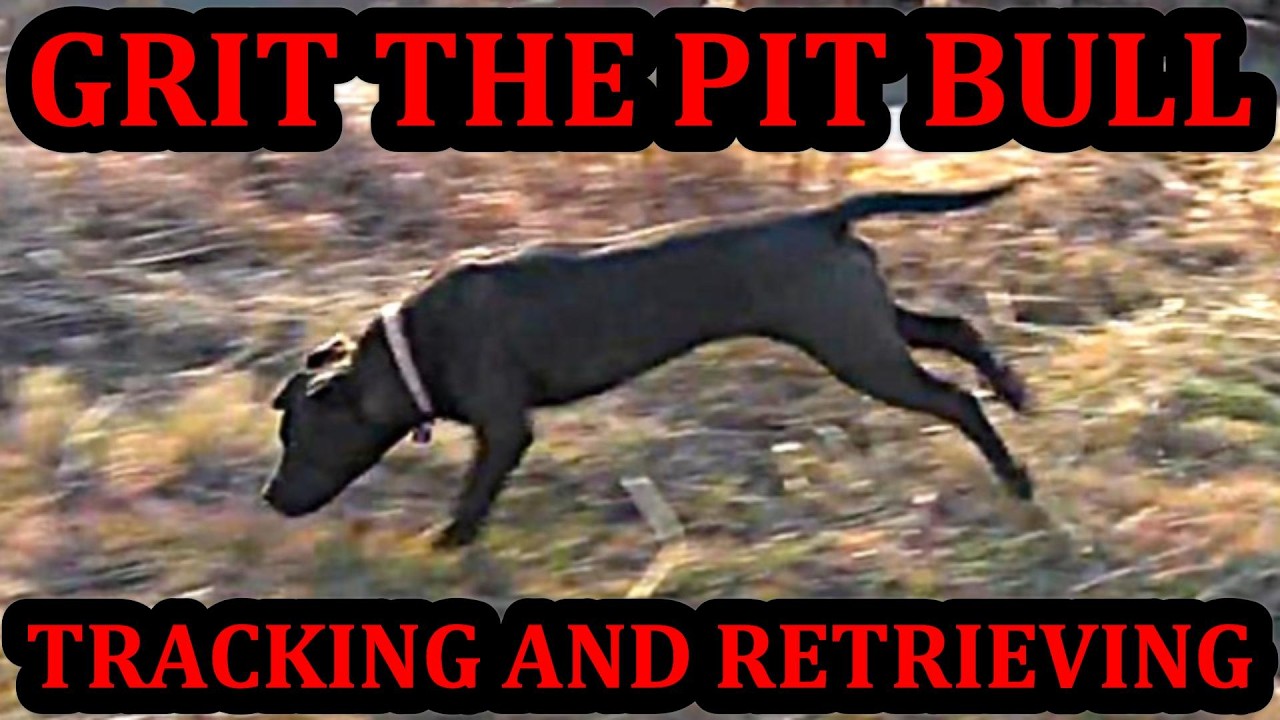 Grit Tracking and Retrieving Training at 5.5 Months Old