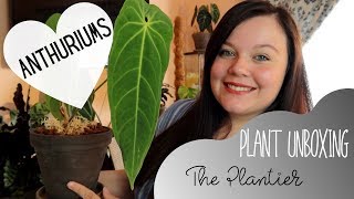 Rare Plant Unboxing | The Plantier | Anthuriums!