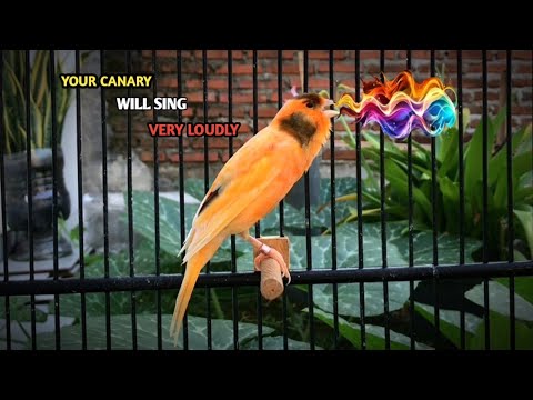 The Most PLEASANT Canary Training Song‼️Your Canary Will Sing Immediately🐦