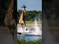 giraffe kicks crocodile the unexpected defense wildlifebattle wildanimals wildlifeinsights