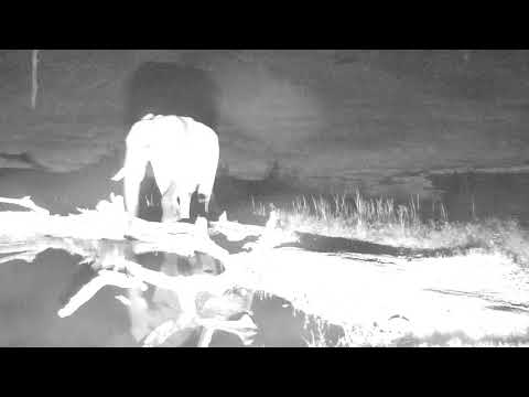 Djuma: Two Elephants early morning visit - 00:52 - 03/02/19