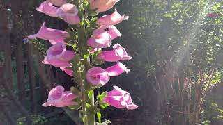 Bonny Doon in the Spring: Samuel Barber, Adagio, Violin and Piano. Edwin Huizinga & Melinda Armstead