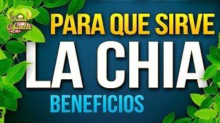 Para Que Sirve La Chia - Propiedades, Beneficios Y Contraindicaciones De La Chia