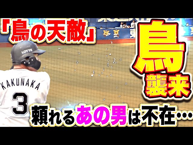 【鳥襲来】頼れるあの男は不在…『3年ぶり3回目のパテレ出演…過去の“鳥騒動”も振り返る！』