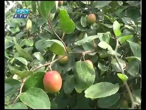 বাগেরহাটের লবনাক্ত মাটিতে জনপ্রিয় হয়ে উঠছে কুল চাষ