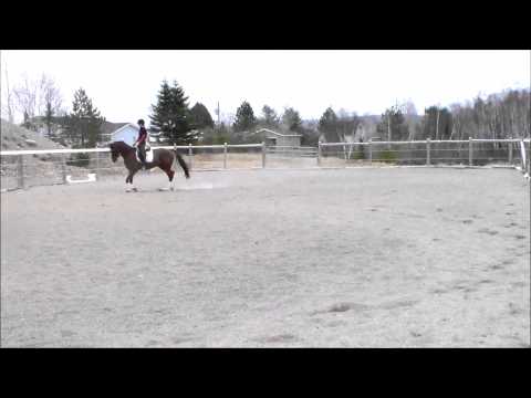 Boundless 2010 Hanoverian by Belissimo M