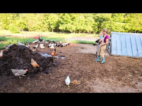 Chicken Compost Corner on Steroids ~ Phase 2
